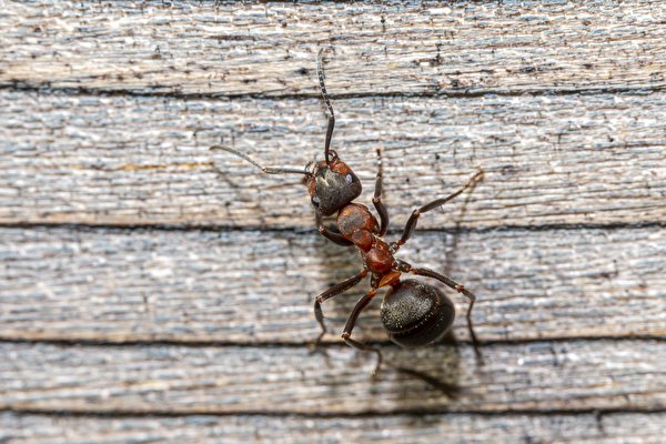 Картинка Муравьи Насекомые red forest ant Животные Крупным планом 600x400 насекомое вблизи животное