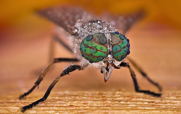 Картинка Насекомые Глаза Horsefly Макро капельки вблизи животное 600x380 насекомое Капли капля капель Макросъёмка Животные Крупным планом