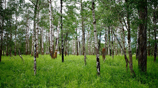 Картинка береза Природа лес траве дерево 600x337 Березы Леса Трава дерева Деревья деревьев