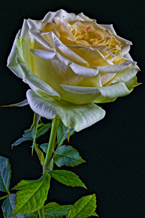 Роза мандала фото