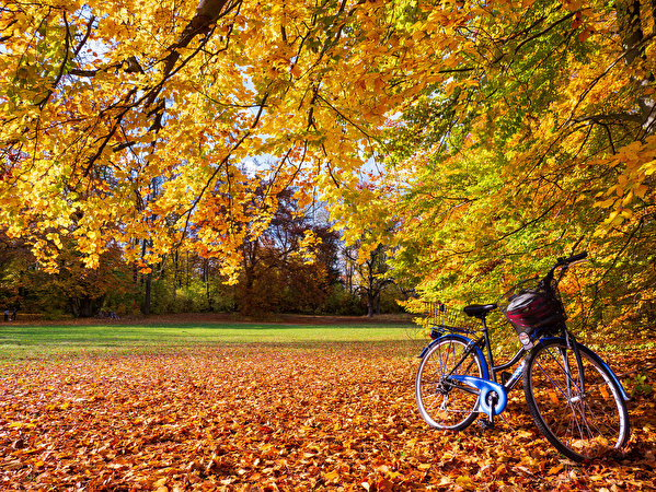 Фотографии лист Велосипед Осень Природа ветвь 599x450 Листва Листья велосипеды велосипеде осенние Ветки ветка на ветке