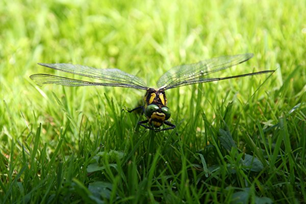 Фото Стрекозы насекомое траве Животные Крупным планом 600x400 Насекомые Трава вблизи животное