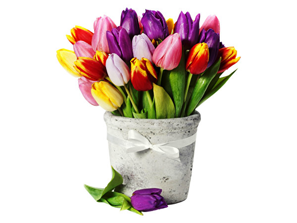 Шикарный букет цветов на белом фоне фото