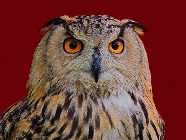 Картинка Филин птица Eagle Owl Клюв Морда животное Цветной фон 600x450 Птицы морды Животные