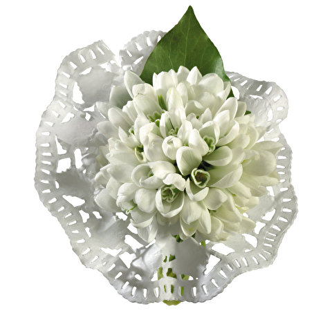 Фото цветок Подснежники Белый фон Крупным планом 480x450 Цветы Галантус вблизи белом фоне белым фоном