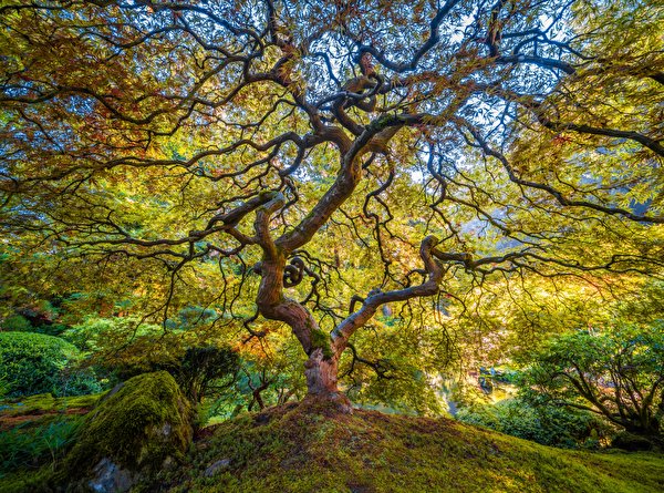 Картинка США Portland Japanese Garden Природа Сады Парки Ветки Деревья 600x445 штаты америка парк ветвь ветка на ветке дерево дерева деревьев