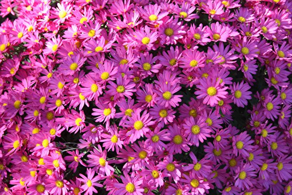 Фото Symphyotrichum novi-belgii Фиолетовый Астры цветок Много 600x400 фиолетовая фиолетовые фиолетовых Цветы