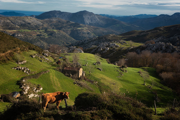 Обои для рабочего стола Корова Испания Arredondo Горы Природа 600x400 коровы гора