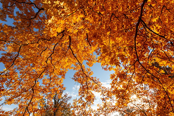 Фотография лист Вид снизу Осень Природа Ветки 600x399 Листва Листья осенние ветвь ветка на ветке