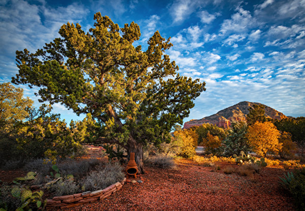 Фотографии штаты Sedona, Arizona гора Природа дерева 600x416 США америка Горы дерево Деревья деревьев