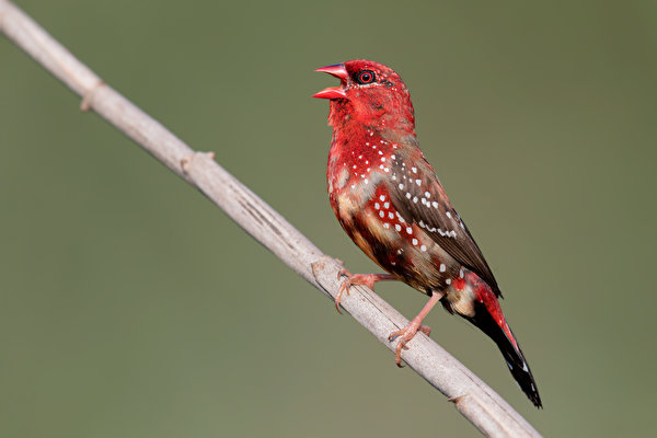 Картинка Птицы red avadavat ветка вблизи животное 600x400 птица ветвь Ветки на ветке Животные Крупным планом