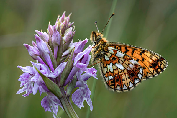 Фотографии бабочка Насекомые pearl-bordered fritillary животное Крупным планом 600x400 Бабочки насекомое вблизи Животные