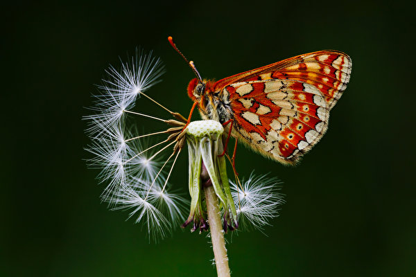 Картинка бабочка Насекомые euphydryas aurinia Одуванчики Животные Крупным планом 600x400 Бабочки насекомое вблизи животное