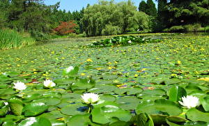 Картинка Сады Кувшинки Канада Ванкувер Листья VanDusen Botanical Garden Природа