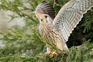 Фото Птицы Сокол Крылья Ветвь Falco tinnunculus