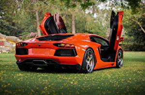 Фото Ламборгини Оранжевых Сзади Роскошные Трава Открытая дверь aventador lp700-4 Автомобили