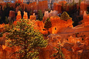 Фотографии Парк Штаты Каньоны Bryce Canyon Utah Природа