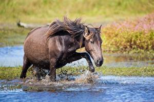 Фотографии Лошадь Вода Брызги животное