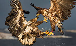 Фото Птица Орлы Двое Aquila chrysaetos Животные