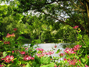 Фотографии Англия Парки Лондоне Hampstead Heath Цветы