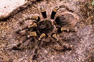 Фотография Членистоногие Пауки Крупным планом Acanthoscurria geniculata Животные