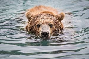 Фотография Медведь Гризли Вода