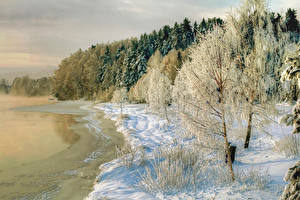 Фотографии Сезон года Зима Берег Деревья Снег Природа