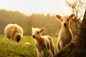 Фотография Парнокопытные Овцы Ovis aries