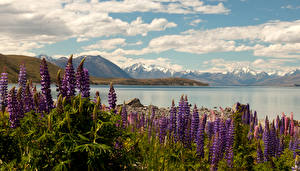 Картинки Новая Зеландия Пейзаж Озеро Люпин Облака Lake Tekapo Природа