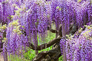 Фотографии Япония Глициния Ashikaga Flower Park цветок