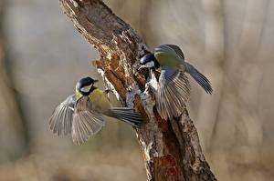 Обои Птицы Синиц Ствол дерева Parus major