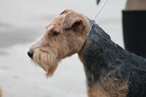 Картинка Собаки Эрдельтерьер Airedale Terrier