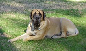 Фотография Собака Траве Бордоский дог English Mastiff животное