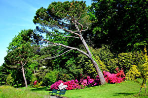 Фото Швейцария Парк Рододендрон Дерево Траве Скамья Parc du Denantou Lausanne Природа