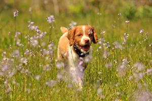 Фотографии Собаки Луга Спаниель Щенок Траве Brittany Spaniel Животные