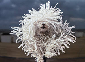 Фотографии Собаки Белый Komondor животное