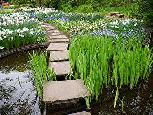 Обои для рабочего стола Голландия Парк Пруд Нарциссы Keukenhof  Lisse Природа