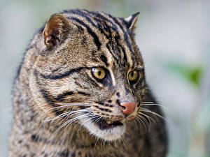 Картинки Кошки Морды ©Tambako The Jaguar fishing cat Животные