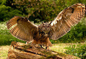 Обои Совы Птицы Крылья Eurasian eagle-owl