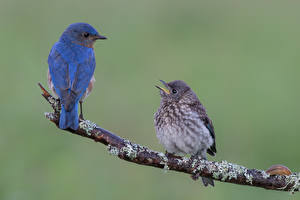 Фотографии Птицы Две Ветвь Синих Bluebird животное