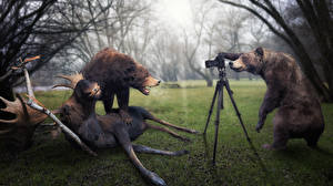 Фотографии Бурые Медведи Лоси Фотокамера Фотограф John Wilhelm, Just two trophy hunters