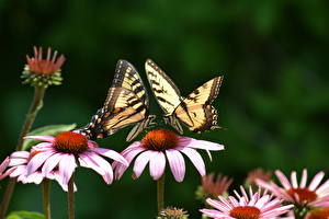 Обои для рабочего стола Бабочки Насекомое Крупным планом 2 Echinacea Животные Цветы