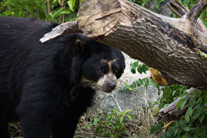 Фотографии Медведи Spectacled bear