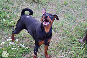 Фото Пинчер 1ZOOM Miniature Zwergpinscher