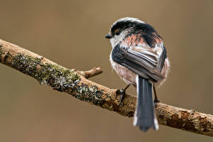 Фотография Птицы Крупным планом Синиц Ветка Long-tailed tit животное