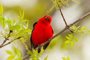 Фотография Птица Красная Ветка Tanager животное