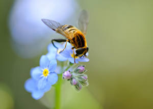 Фотографии Пчелы Насекомые Forget-me-not Цветы