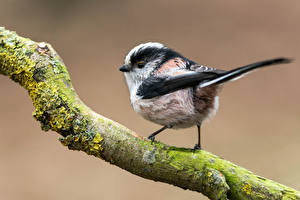 Фото Птица Синицевые Ветка Long-tailed tit Животные