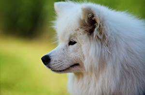 Обои для рабочего стола Собаки Морда Самоедская собака Samoyed Животные