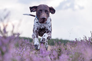 Фото Собаки Бег German Shorthaired Pointer Животные